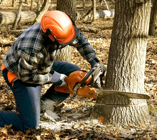 Tree Removal in Sharptown, MD